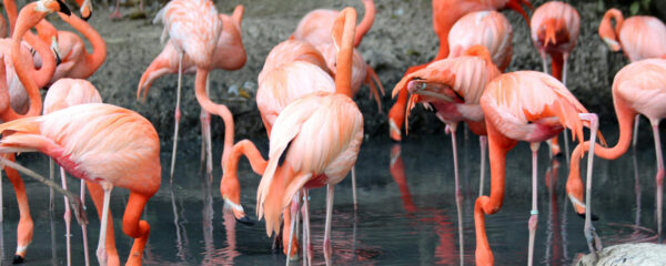 zoo rhône-alpes