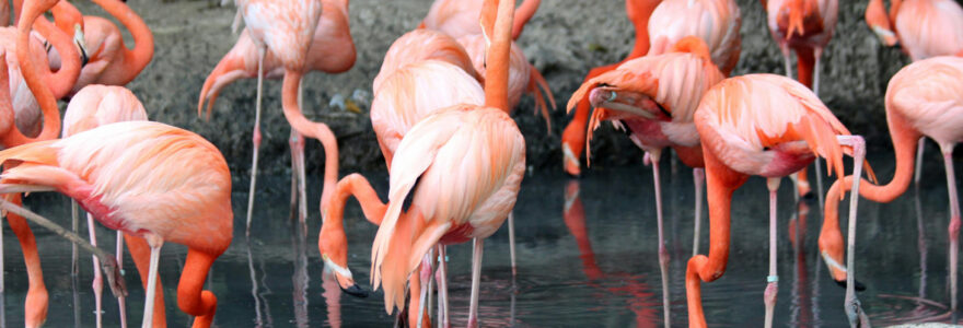 zoo rhône-alpes